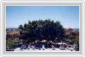  2  Chrysland and Gardens Club